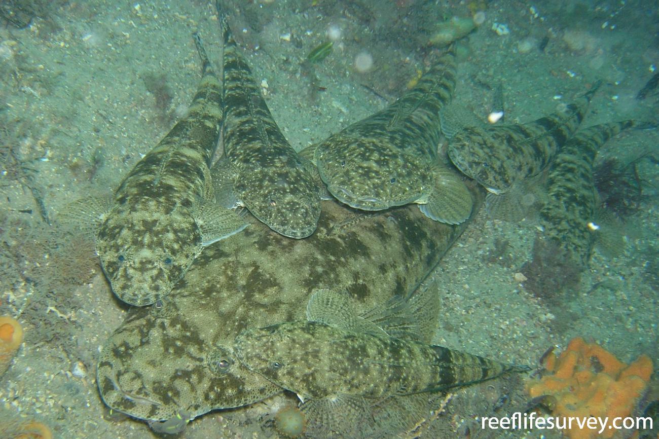 Platycephalus Fuscus Dusky Flathead ReefLifeSurvey