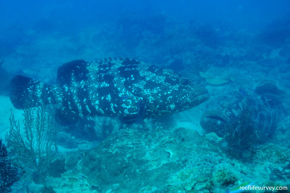 Epinephelus malabaricus