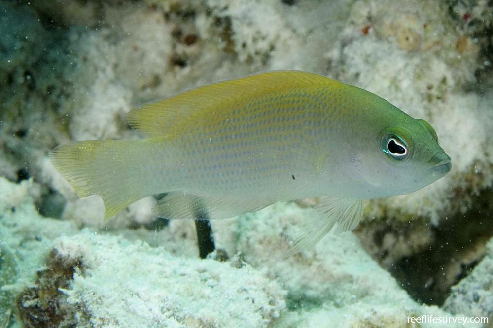 Pseudochromis fuscus