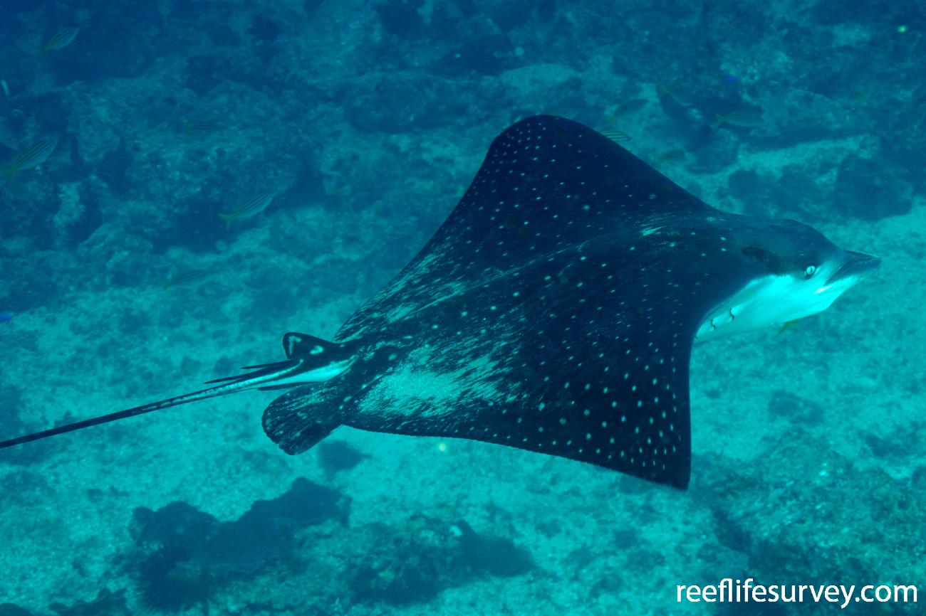 Australian Rays Aetobatus ocellatus - Whitespotted Eagle Ray | ReefLifeSurvey.com