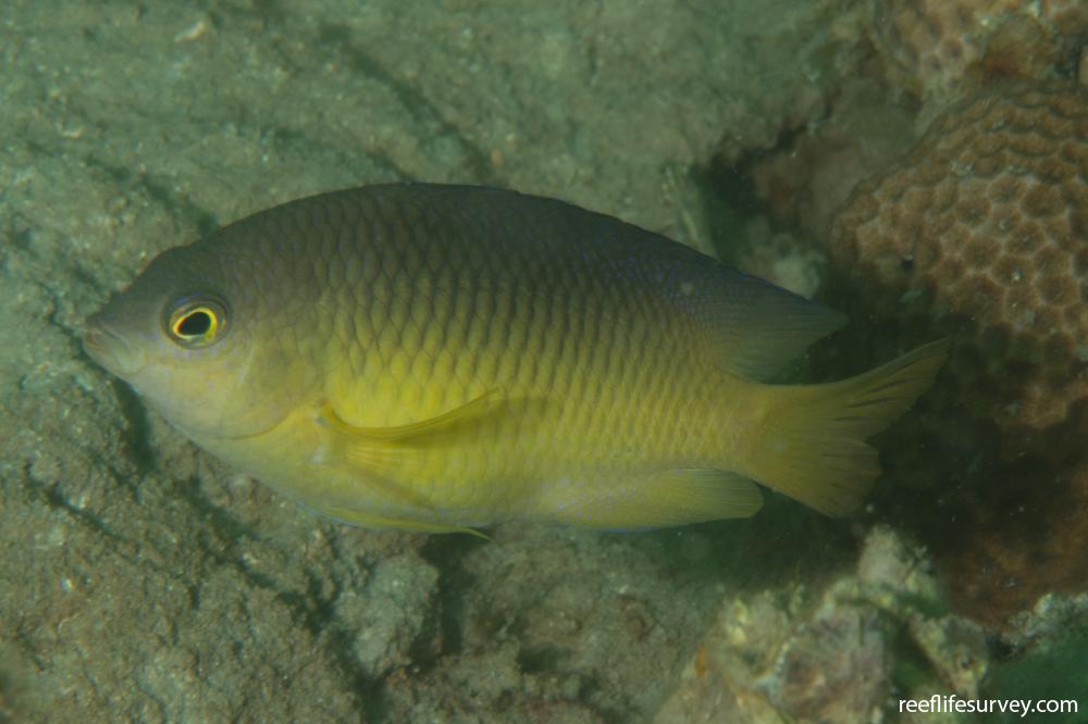 Stegastes variabilis