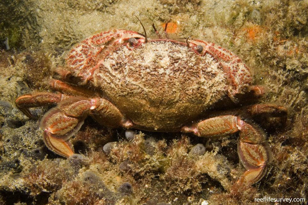 Nectocarcinus integrifrons