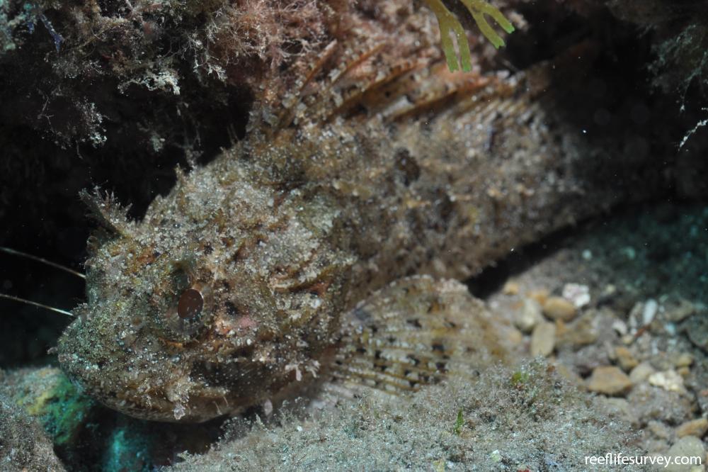 Scorpaena Porcus Black Scorpionfish Reef Life Survey Scorpaena Porcus Black Scorpionfish Reef Life Survey