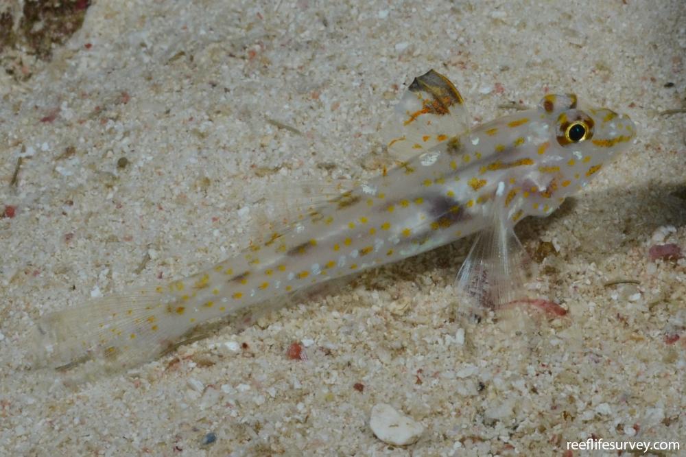 Fusigobius signipinnis