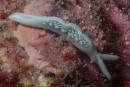 Thuridilla sp. [Colemans Thuridilla]