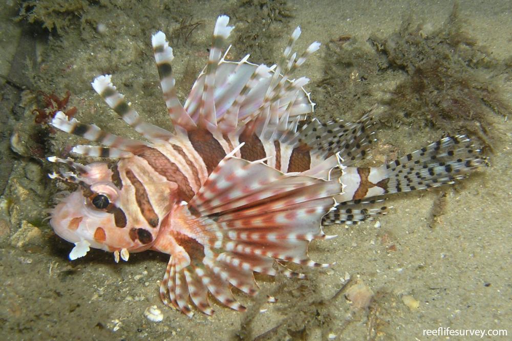 Dendrochirus zebra