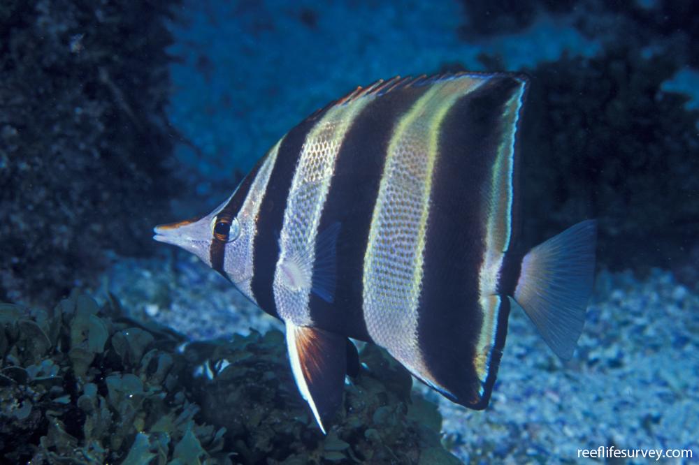 Chelmonops truncatus