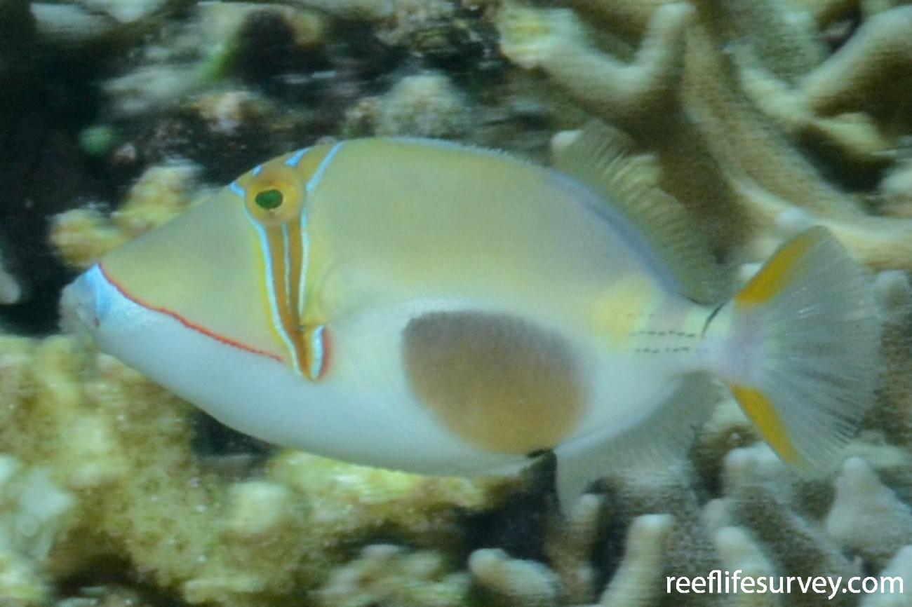 Rhinecanthus Verrucosus Blackpatch Triggerfish ReefLifeSurvey