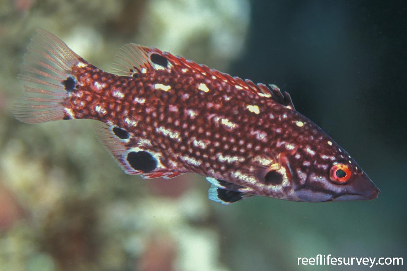 Bodianus dictynna Redfin Hogfish