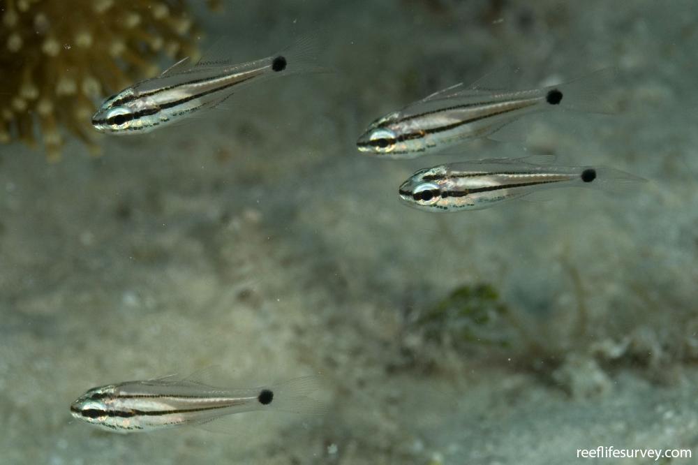 Ostorhinchus doederleini