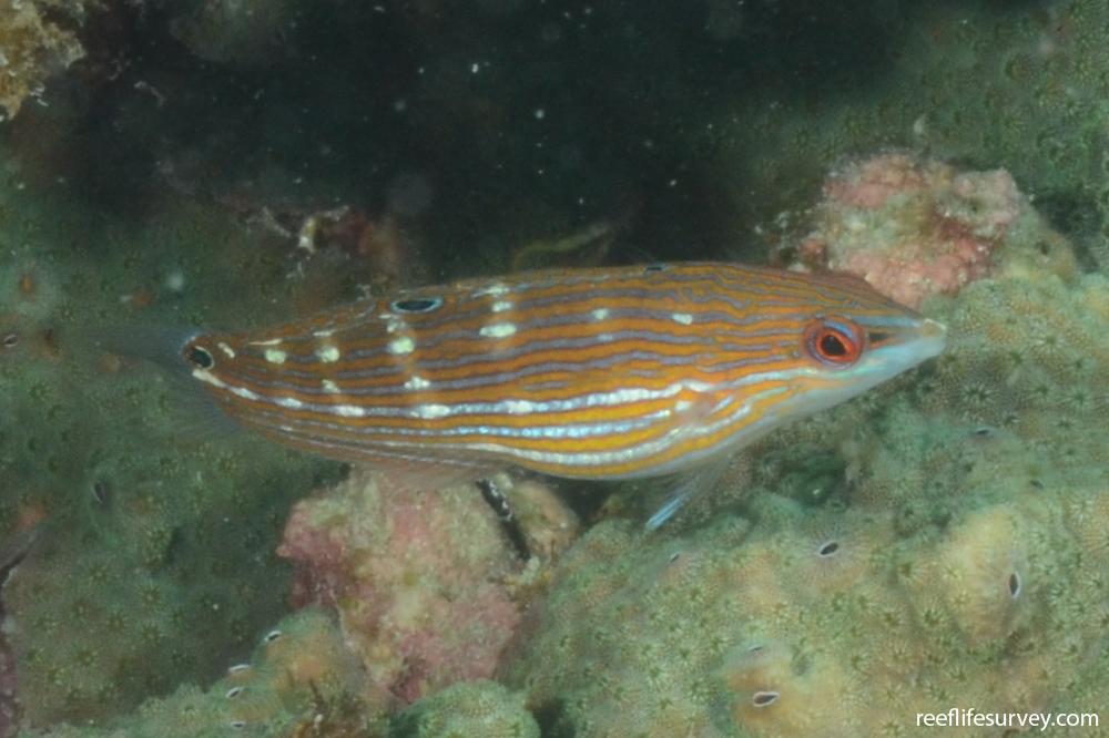 Halichoeres melanurus