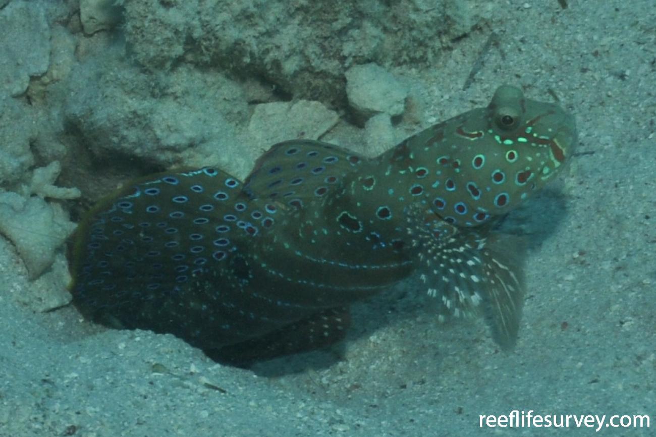 RLS Cryptocentrus caeruleopunctatus