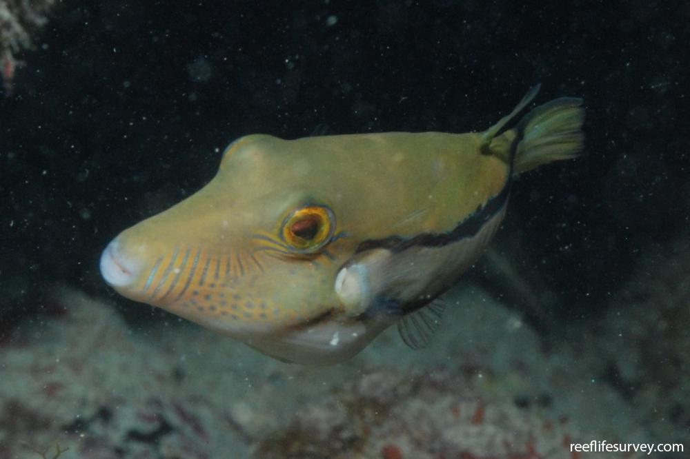 Canthigaster figueiredoi