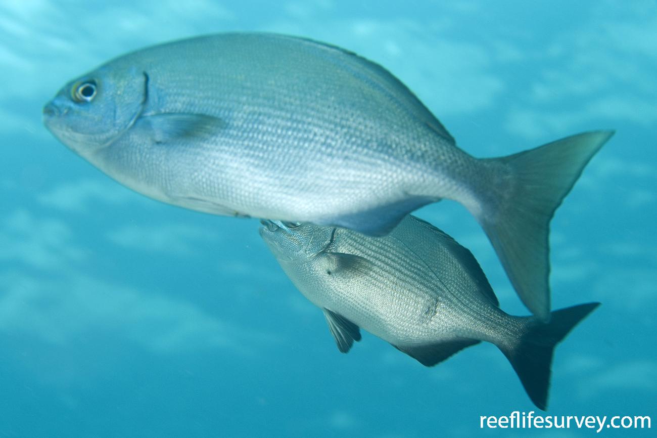 Kyphosus sectatrix Pacific Drummer
