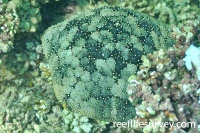 Culcita novaeguineae