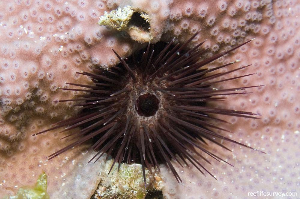 Echinostrephus aciculatus