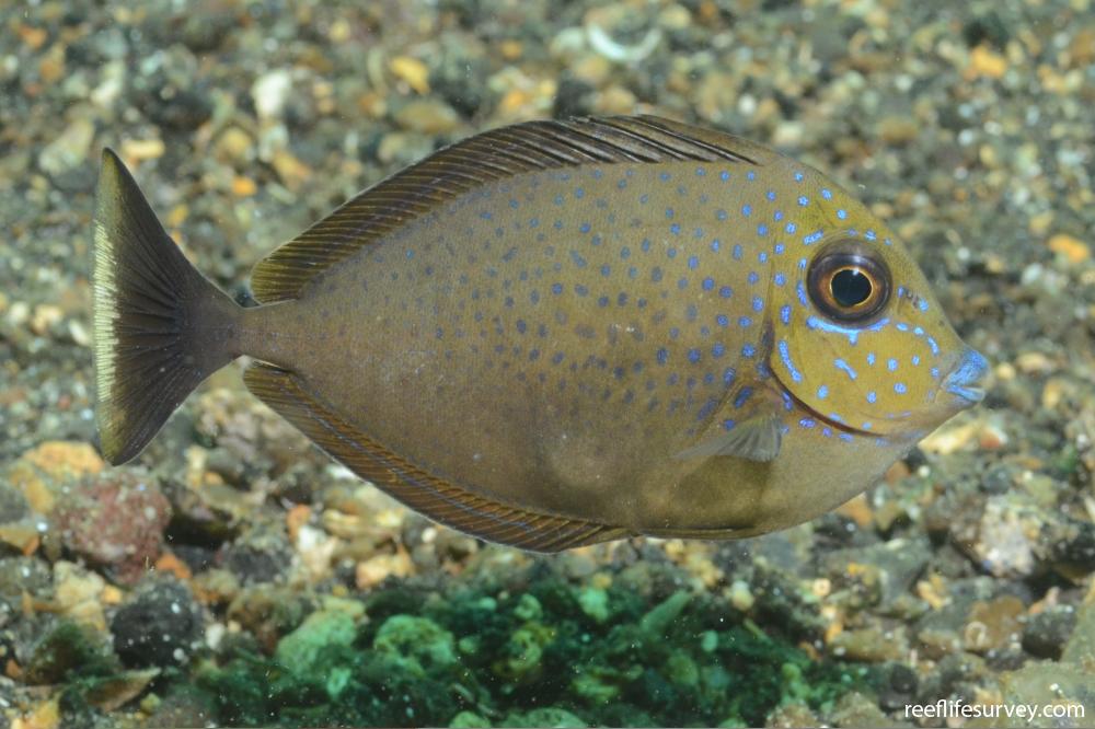 Naso vlamingii - Bignose Unicornfish | Reef Life Survey