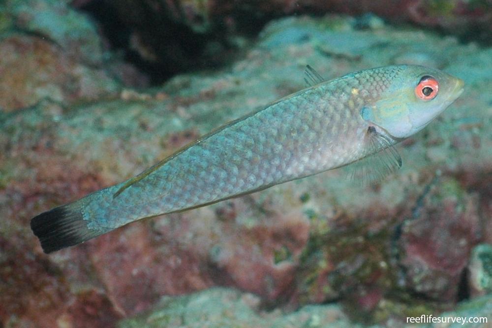 Halichoeres malpelo