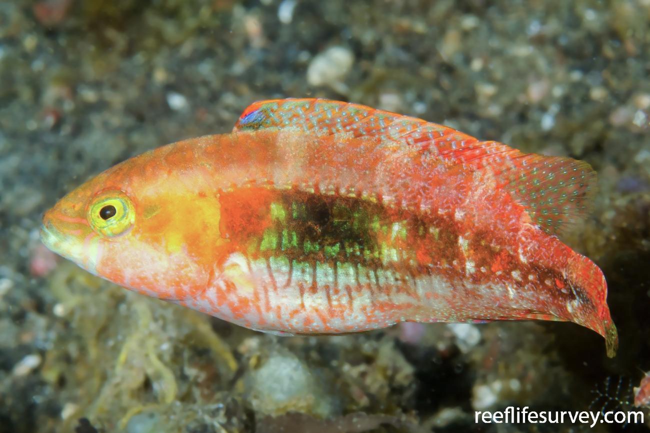 Oxycheilinus bimaculatus Little Maori