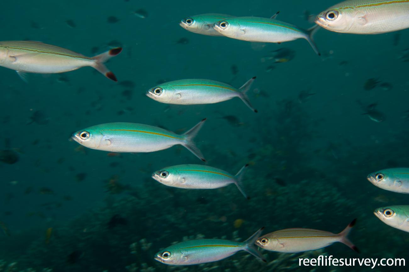 Pterocaesio tessellata One Stripe Fuslier