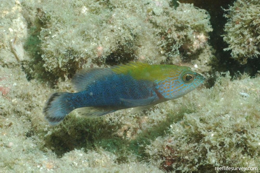 Cephalopholis panamensis