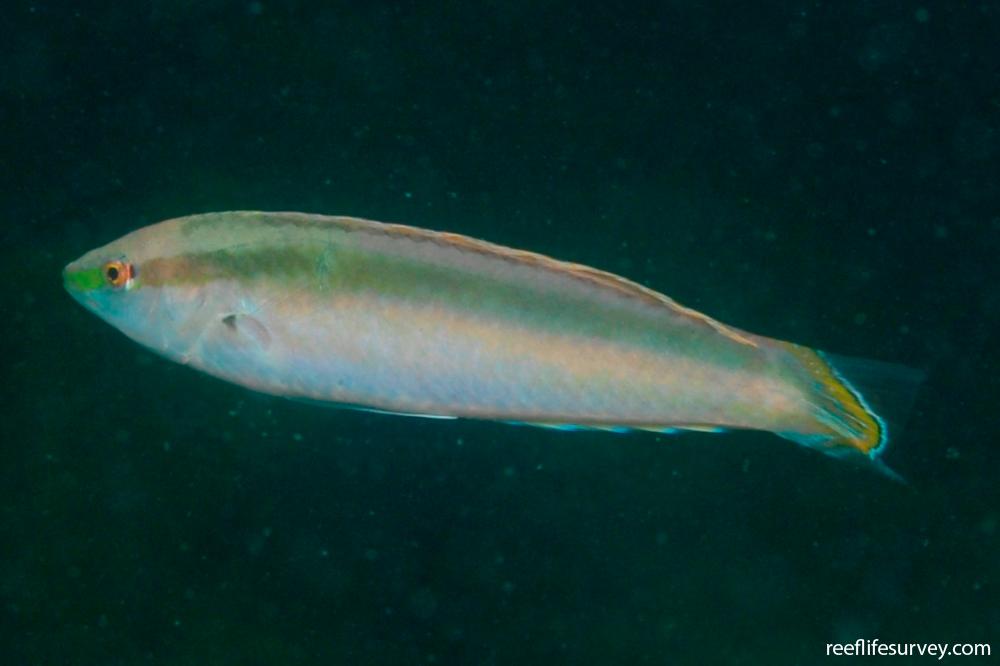 Suezichthys devisi