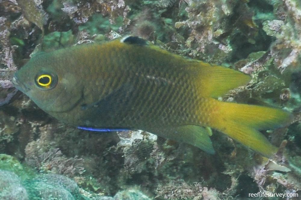 Stegastes obreptus