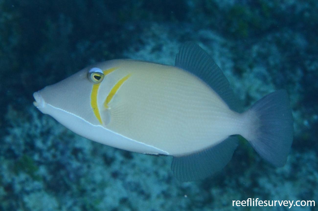 Sufflamen bursa, Coral Sea, Australia,  Photo: Graham Edgar