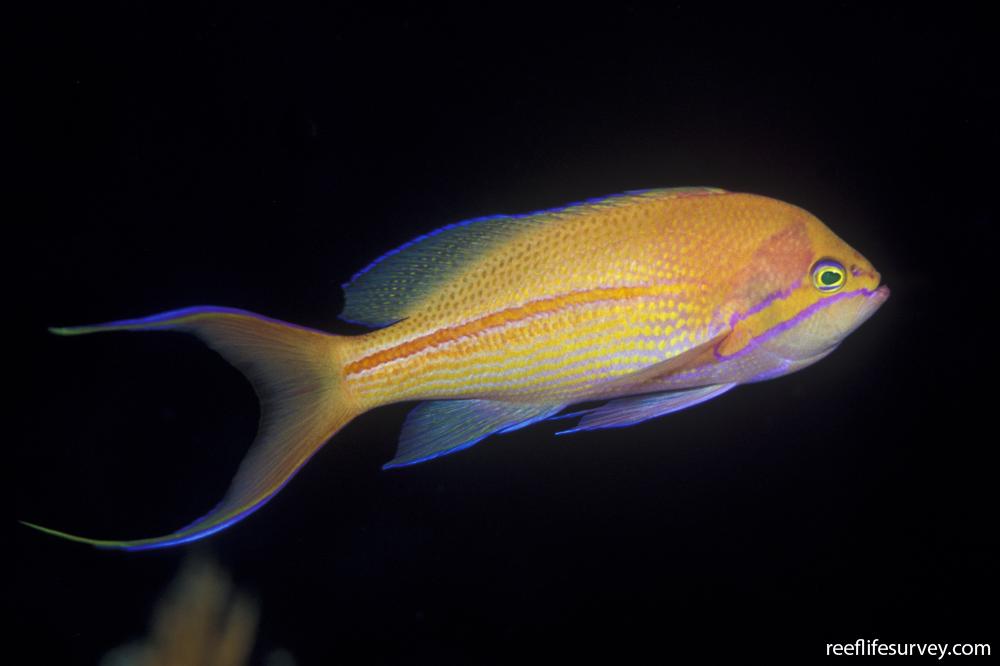 Pseudanthias fasciatus