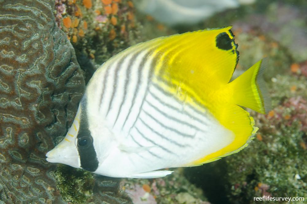 Chaetodon auriga