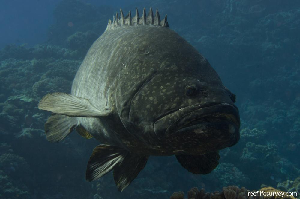 Epinephelus lanceolatus