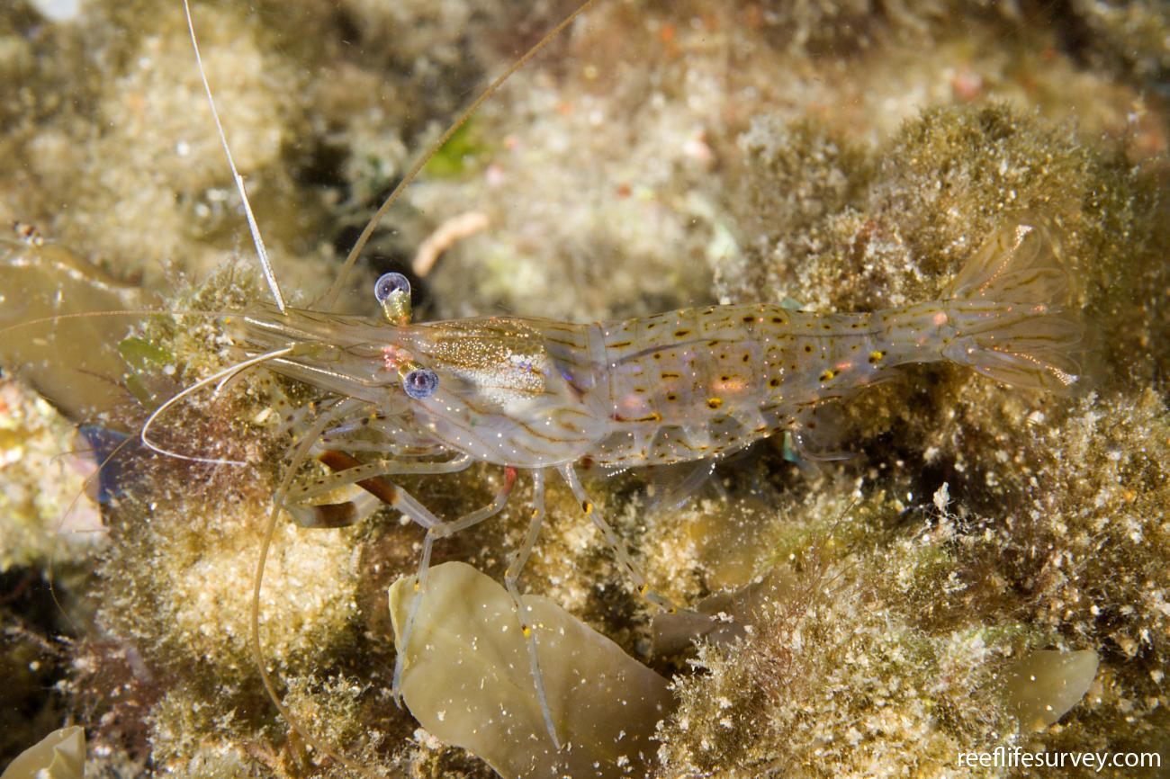 Palaemon serenus, Narooma, NSW,  Photo: Andrew Green