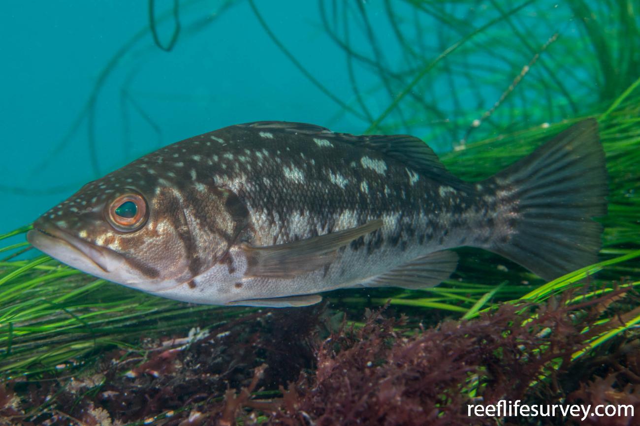 Paralabrax clathratus Kelp Bass
