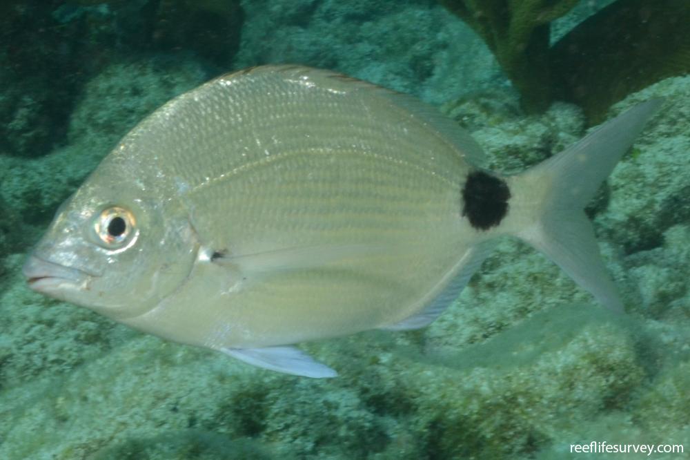 Diplodus argenteus