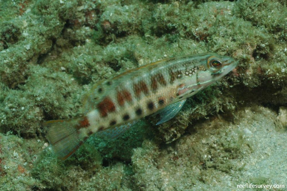 Serranus psittacinus