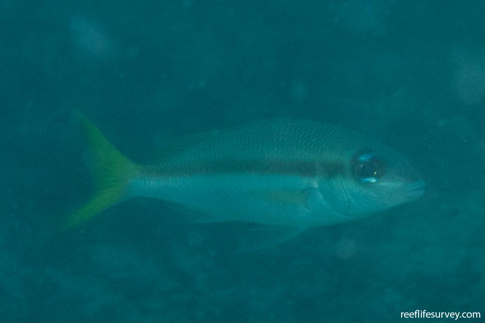 Scolopsis affinis - Peters monocle bream | Reef Life Survey