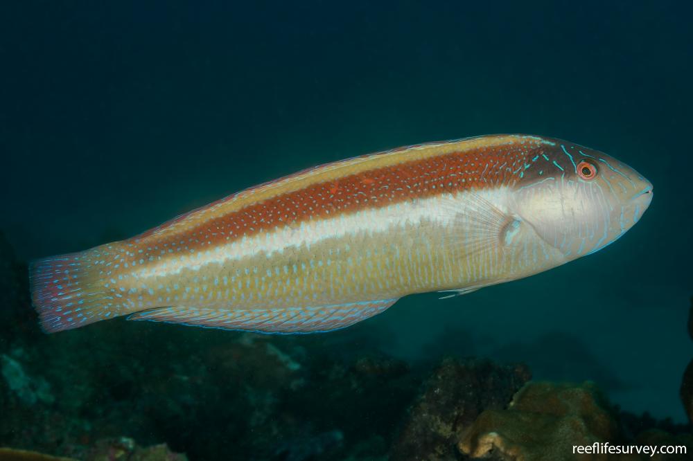 Ophthalmolepis lineolatus