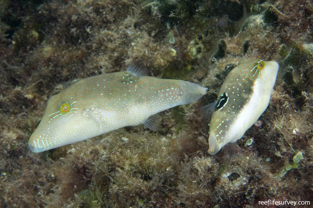 Canthigaster bennetti