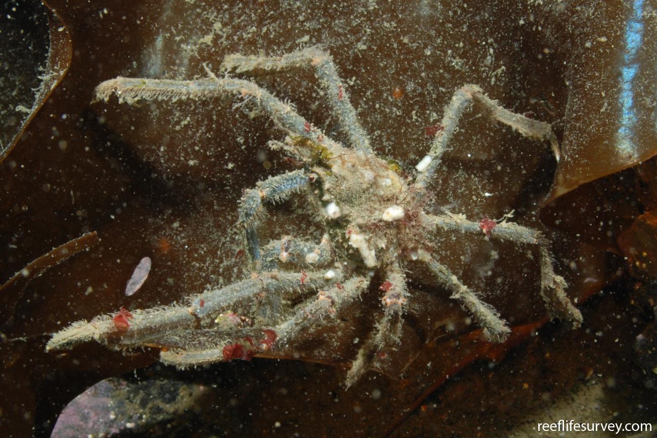 Eurypodius latreillii, Antartica Chilena, Chile,  Photo: Graham Edgar