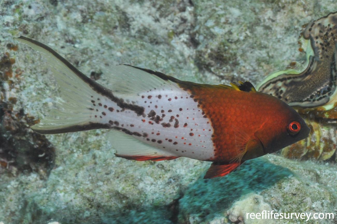 Bodianus anthioides - Lyretail Pigfish | ReefLifeSurvey.com