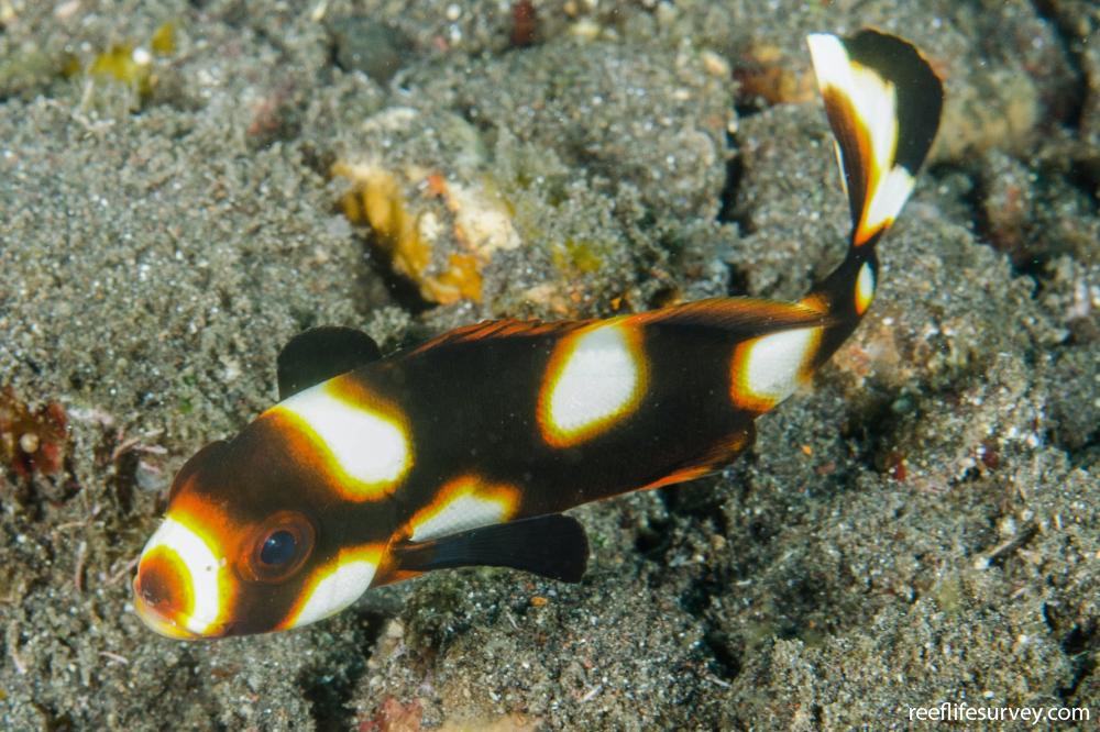 Plectorhinchus vittatus