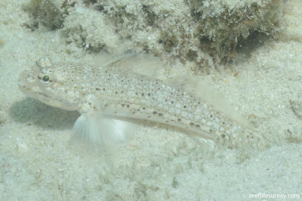 Istigobius goldmanni