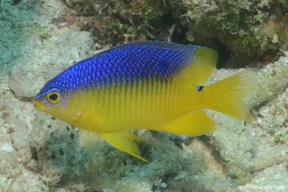 Stegastes variabilis