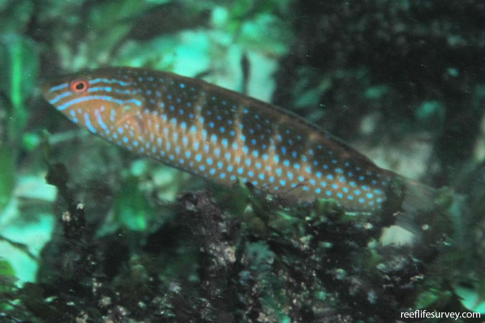 Suezichthys cyanolaemus