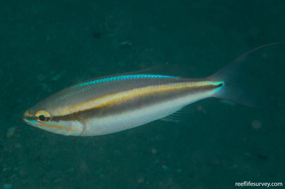 Pentapodus paradiseus