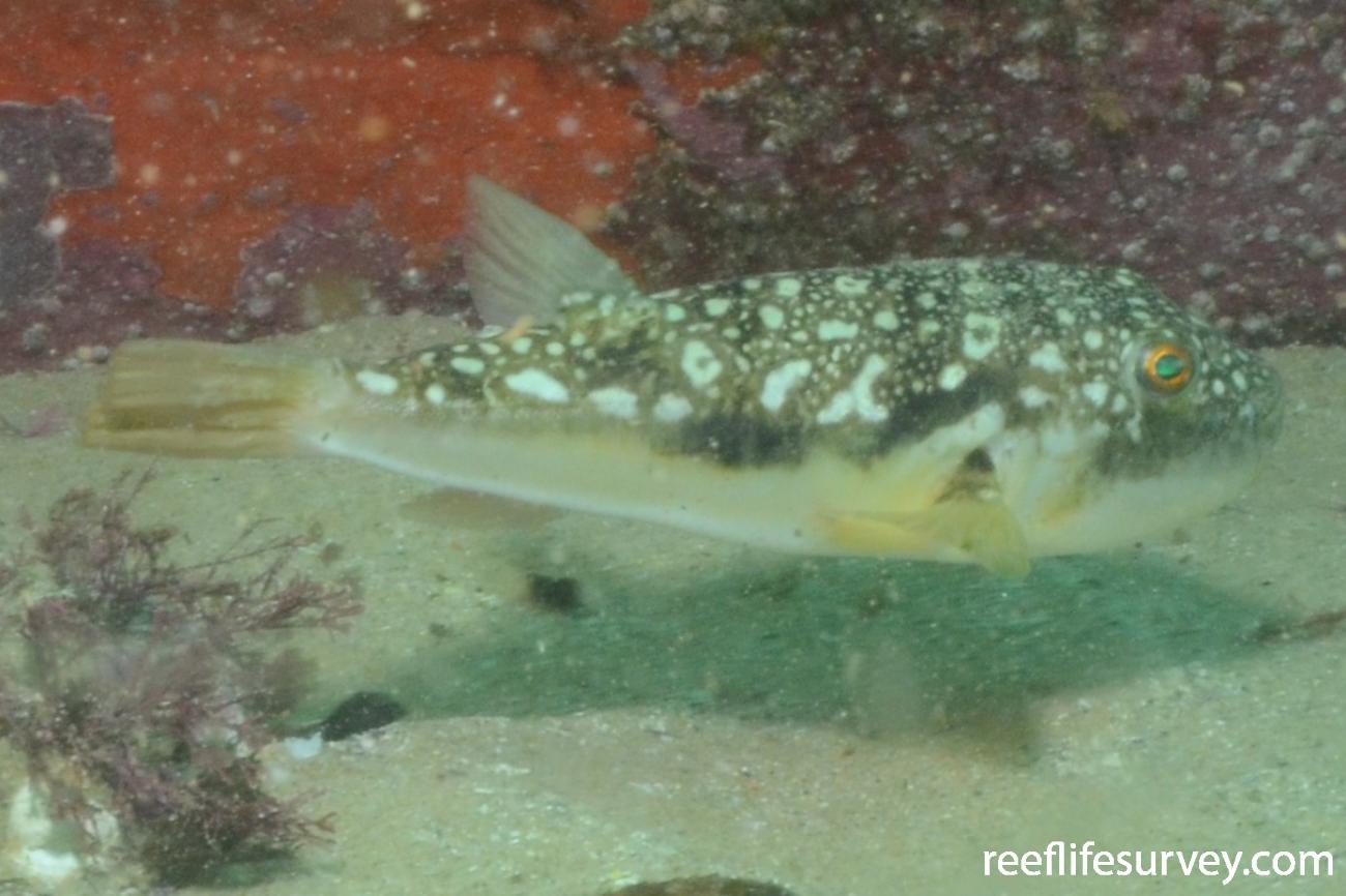 Amblyrhynchotes honckenii