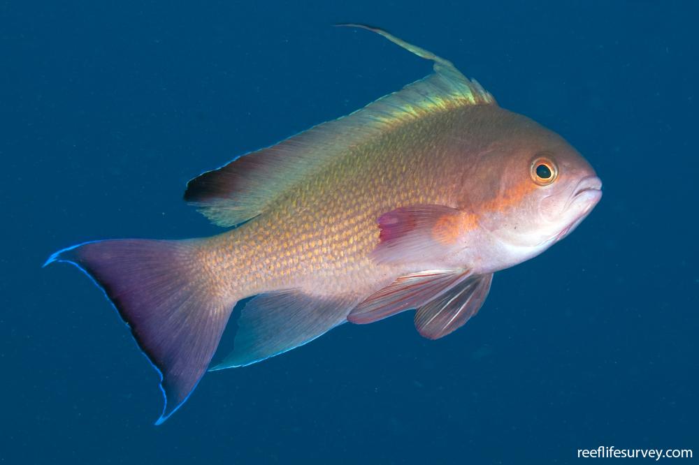 Pseudanthias squamipinnis