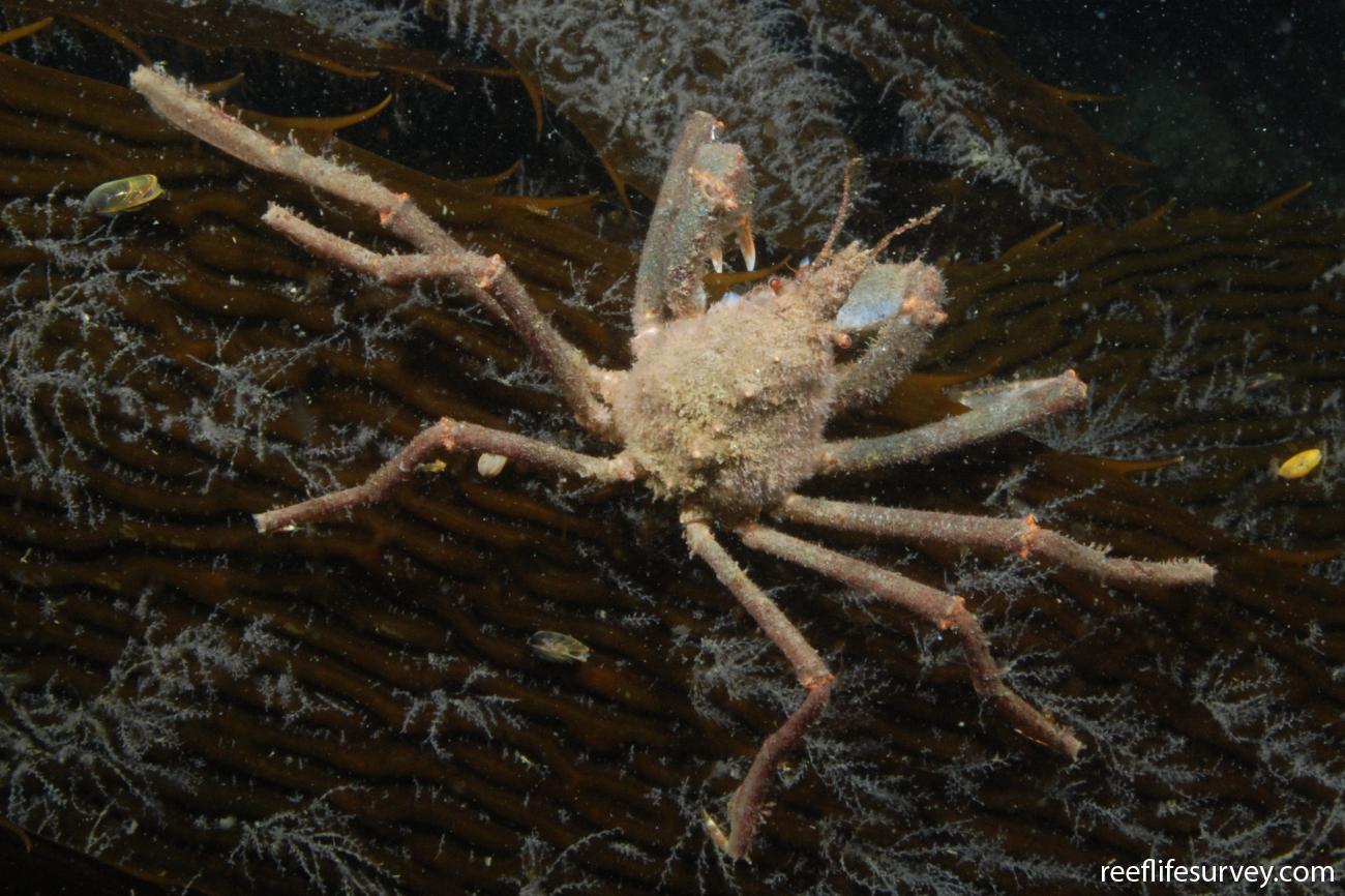 Eurypodius latreillii, Antartica Chilena, Chile,  Photo: Graham Edgar