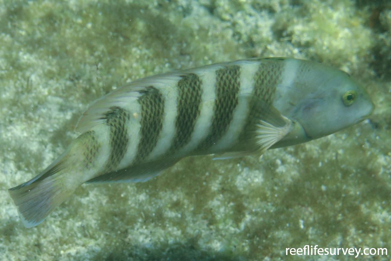 Thalassoma septemfasciatum, Female, Rottnest Is, WA,  Photo: Ben Jones