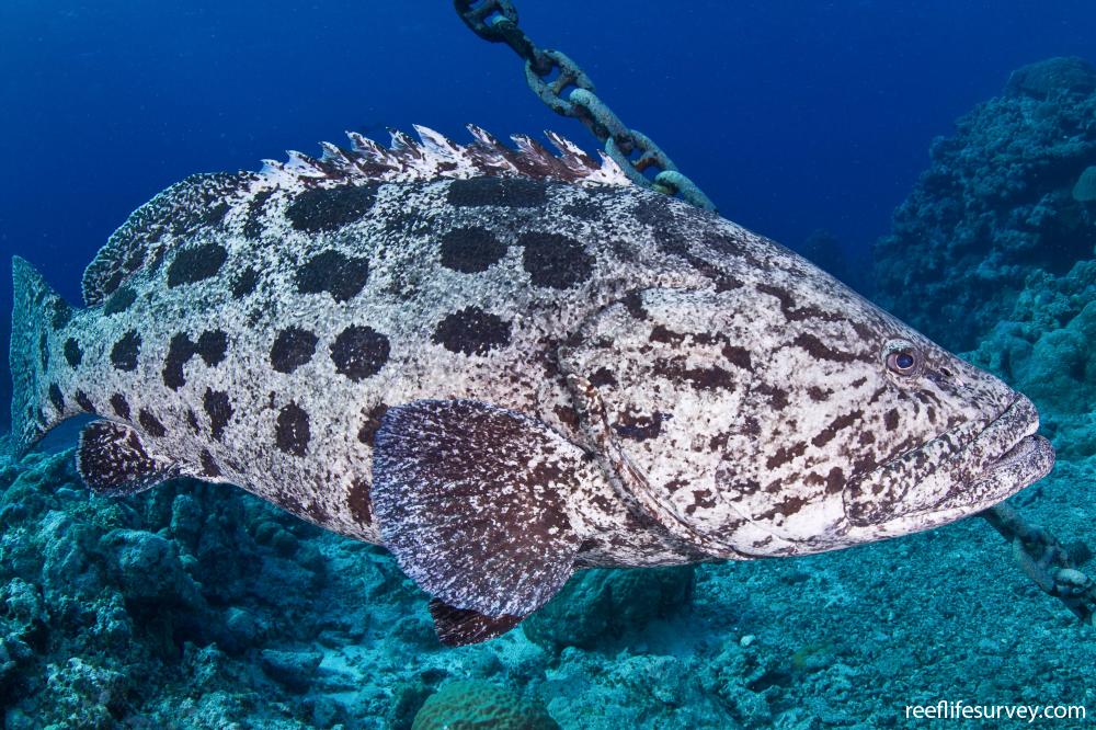 Epinephelus Tukula Potato Grouper Reef Life Survey